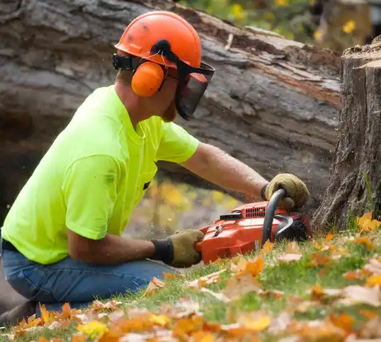 tree services Elsie